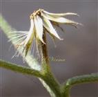  Involucre